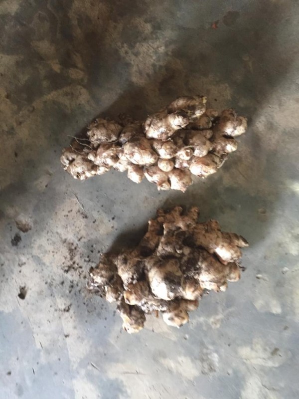 Ginger from Tanzania